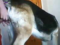 Teen animal sex his dog in the ass