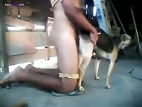 Pet porn with gay anal fucker