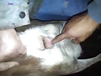 Dog got fingered hard by beastie gal