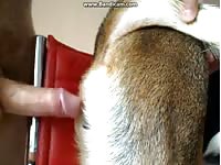 Big cock fucks a pet porn