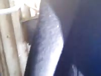 Xxx animal porn in the backyard