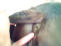Pink cock bangs an animal's hole hardcore beastiality