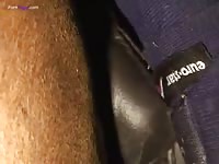 Horse anal sex with a gay