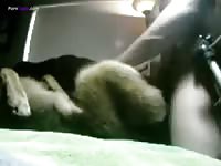 Homemade dog sex with a matured man