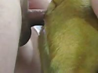 Yellow animal got dogstyled homemade beastiality
