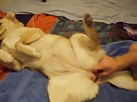 Jacking off a dog's red dick