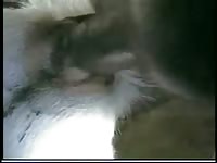 Farm sex with a furry white animal