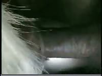 Caretaker sex with an animal on the farm xxx
