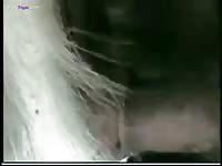 Shaved dick fucks a white animal xxx