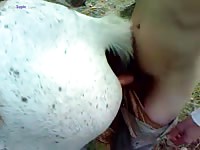 Pony porn with a gay cock