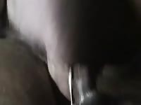 Dog creampie by a naught gay