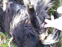 Outdoor dog fingering in the woods