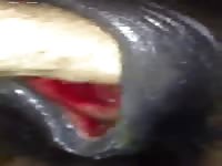 Fisting and fucking horse sex