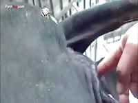 Fisting a mare until horse creampie