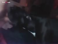 Black dog xxx sucking a big dick