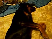Dog anal sex with big dick gay