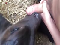Sheep porn with big dick