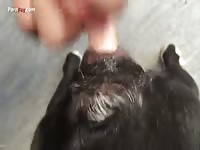 Finger a dog's zoopussy