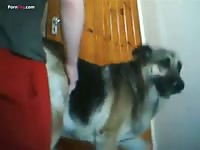 Teen animal sex with dog