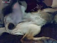 Dog getting pleased by beastie gal