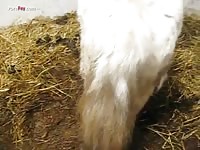Beastie gal fisting a horse ass