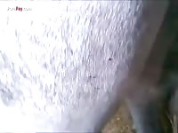 Me x zoo fucking a mare