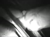 Late night dog blowjob with beastie gal