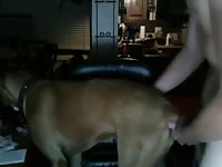 Webcam dog sex with a gay