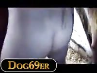 Zoophilia lovers shared a horse's ass
