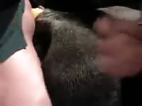 Pervert slut fucking a mare's pussy