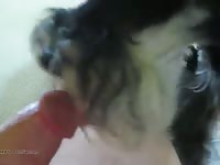 Furry pet porn blowjob session