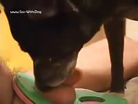 K9 dog sex with dog cock sucker