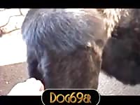Hot dog porn with sex toys