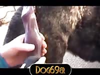 Dog on beastiality pornhub
