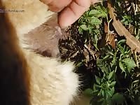 Gay fingering the zoopussy of dog xxx