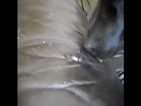 Free animal sex movies dog facial