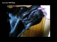 Dog giving blowjob to gay's fat dick