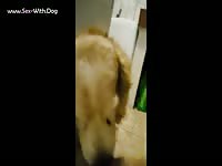 Animal xxx of dog sucking a dick