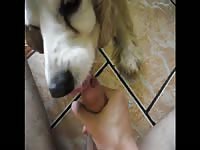 Cute dog giving blowjob