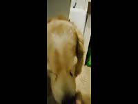 Beast tubes of dog sucking cock