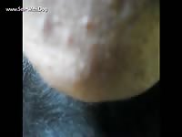 Dog's zopussy got fucked hard