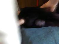 Gay animal sex with a dog