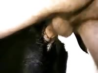 Monster cock gives dog creampie