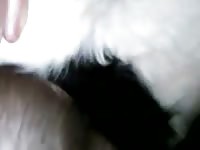 Gay wearing condom fucked an animal sex toy