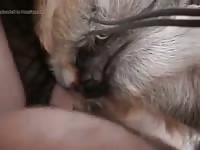 Playing a tight hole of an animal xxx