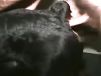 Gay beast destroying a dog's ass