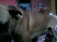 Beastiality lover gay bangs his brown dog