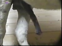 Big horse dick waiting for a hole to fuck