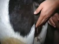 Pet porn with a horny old man