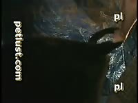 Hot guy bangs an animal in a tent beastiality taboo